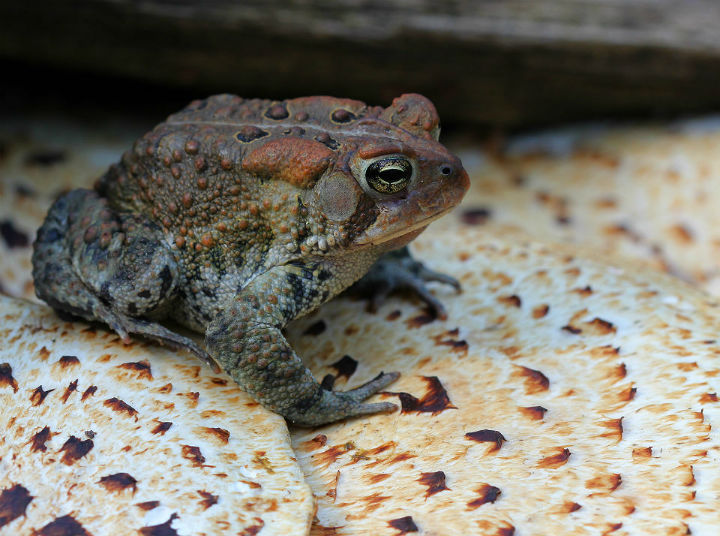 American Toad